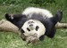 Panda 4.jpg