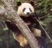 Panda 5.jpg